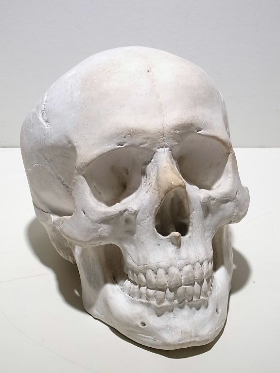 頭蓋骨 石膏像/ドクロ髑髏骨デッサンアートオブジェ彫刻人体標本 